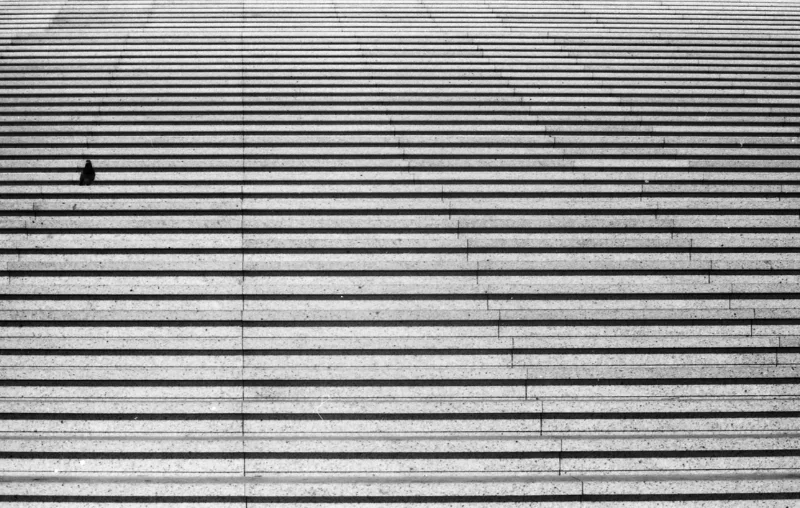 piccione sulle scale